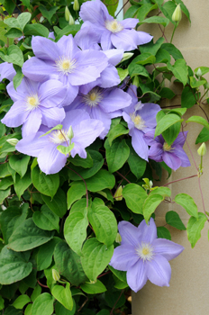 clematis vine