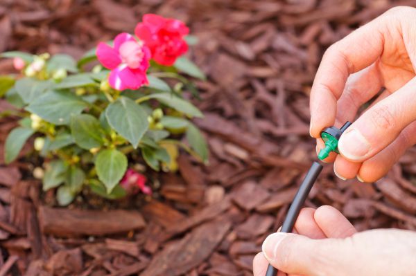 drip irrigation